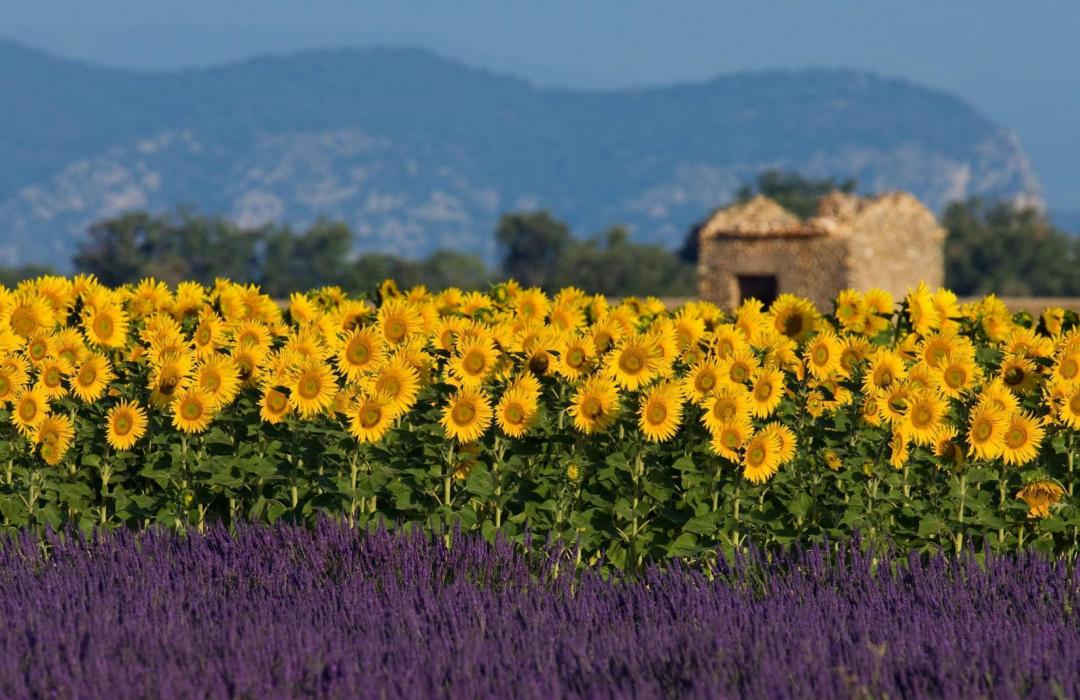 Tour Provenza e Camargue