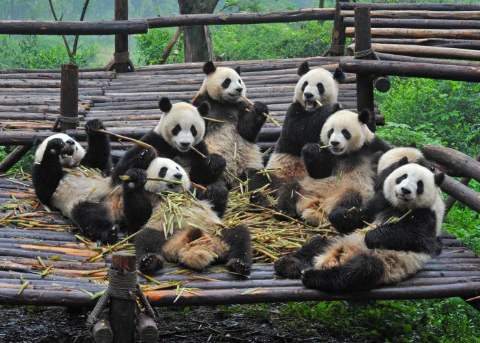 Panda Tour: i Tesori del Sichuan