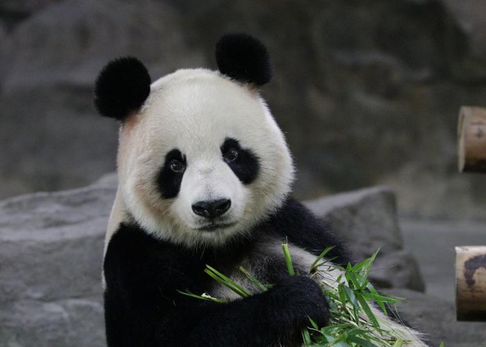 Panda Tour: Speciale Capodanno
