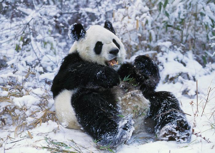 Panda Tour: i Tesori del Sichuan