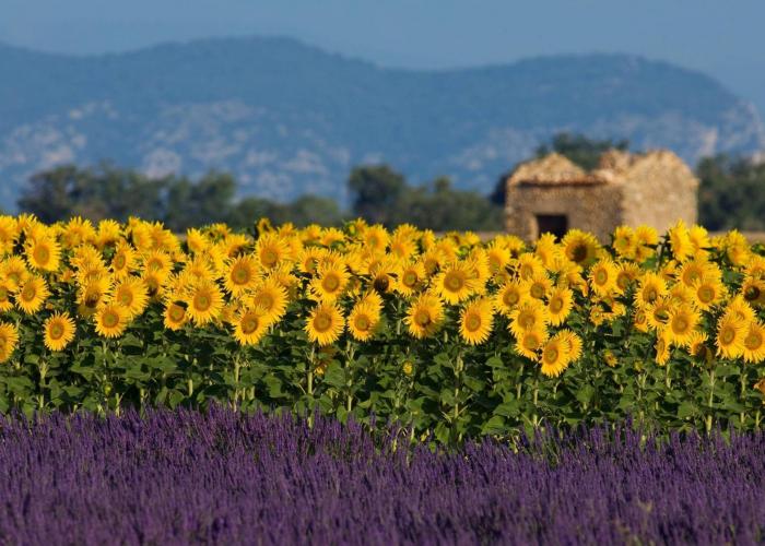 Tour Provenza e Camargue