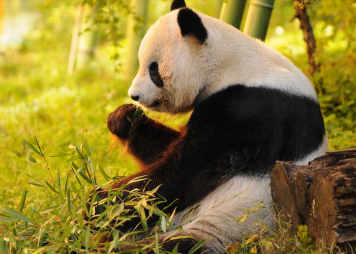 Panda Tour: i Tesori del Sichuan