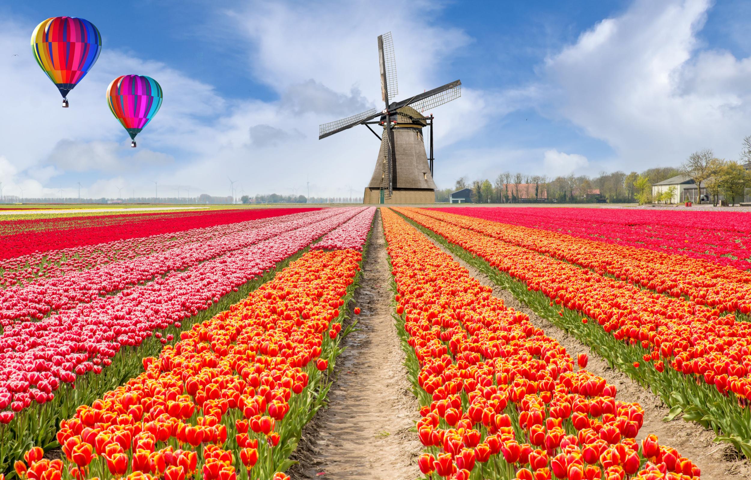 Tra colori e mulini dove vedere la fioritura dei tulipani in Olanda