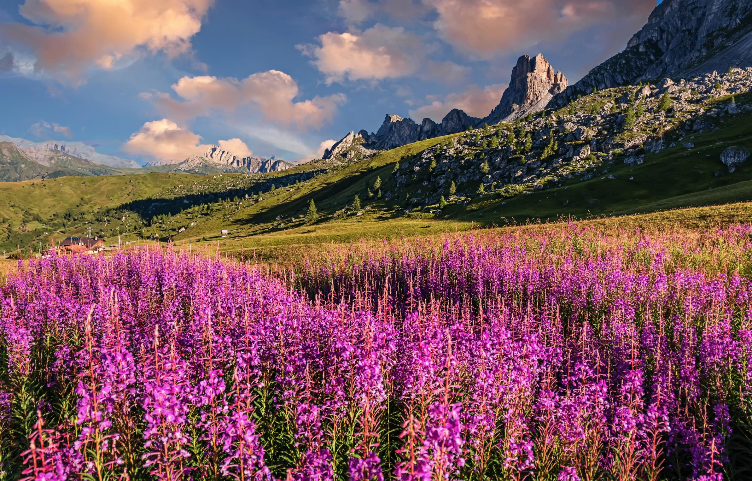 Fiori E Rinascita Perch La Montagna In Primavera Offre Emozioni Uniche