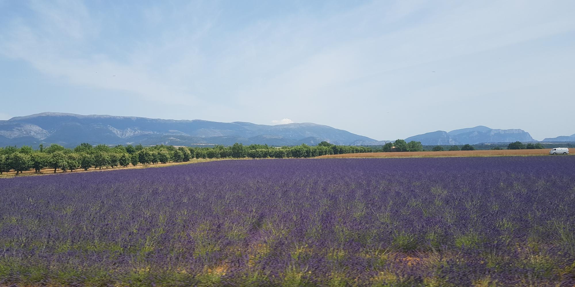 sentieri lavanda