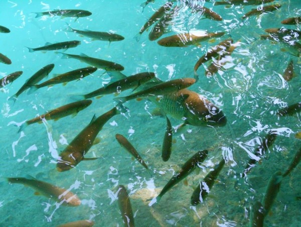 Cavedani nellacqua trasparente di Plitvice