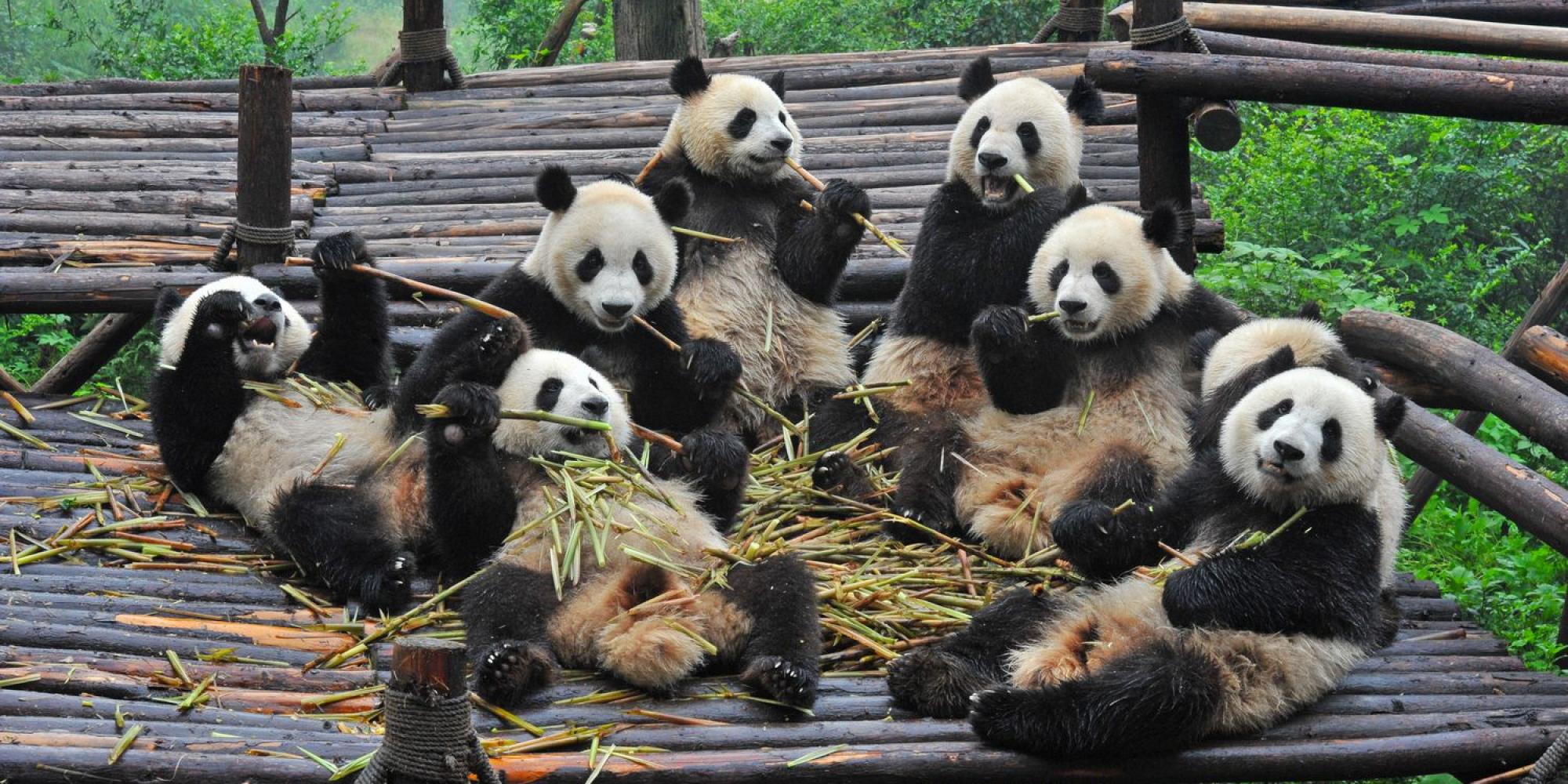 capodanno alternativo - panda tour capodanno alternativo - panda tour