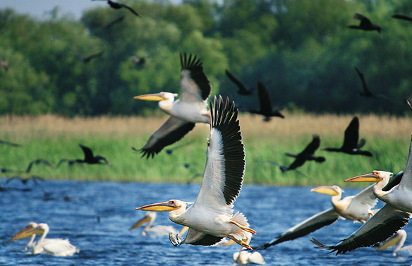 Il delta del Danubio