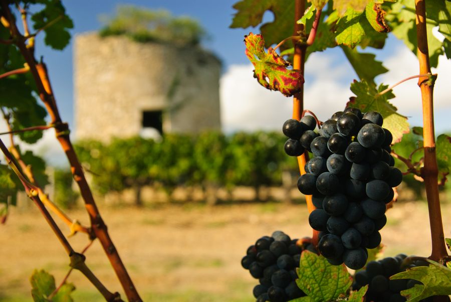 La regione del Medoc La regione del Medoc