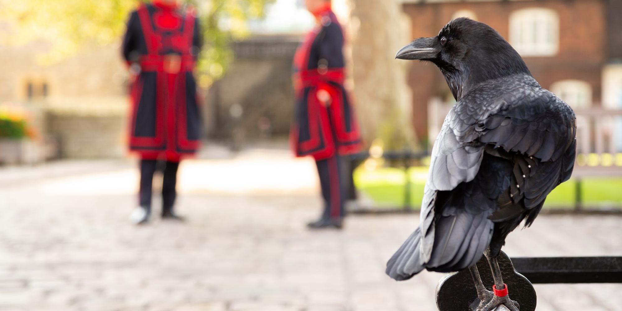 torre di londra torre di londra