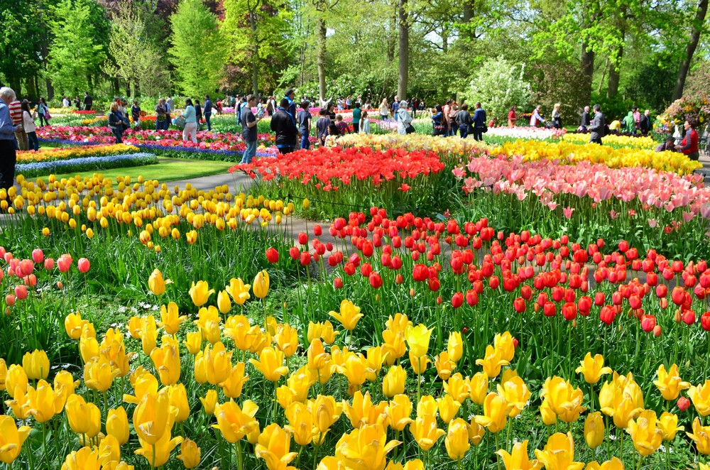 Keukenhof