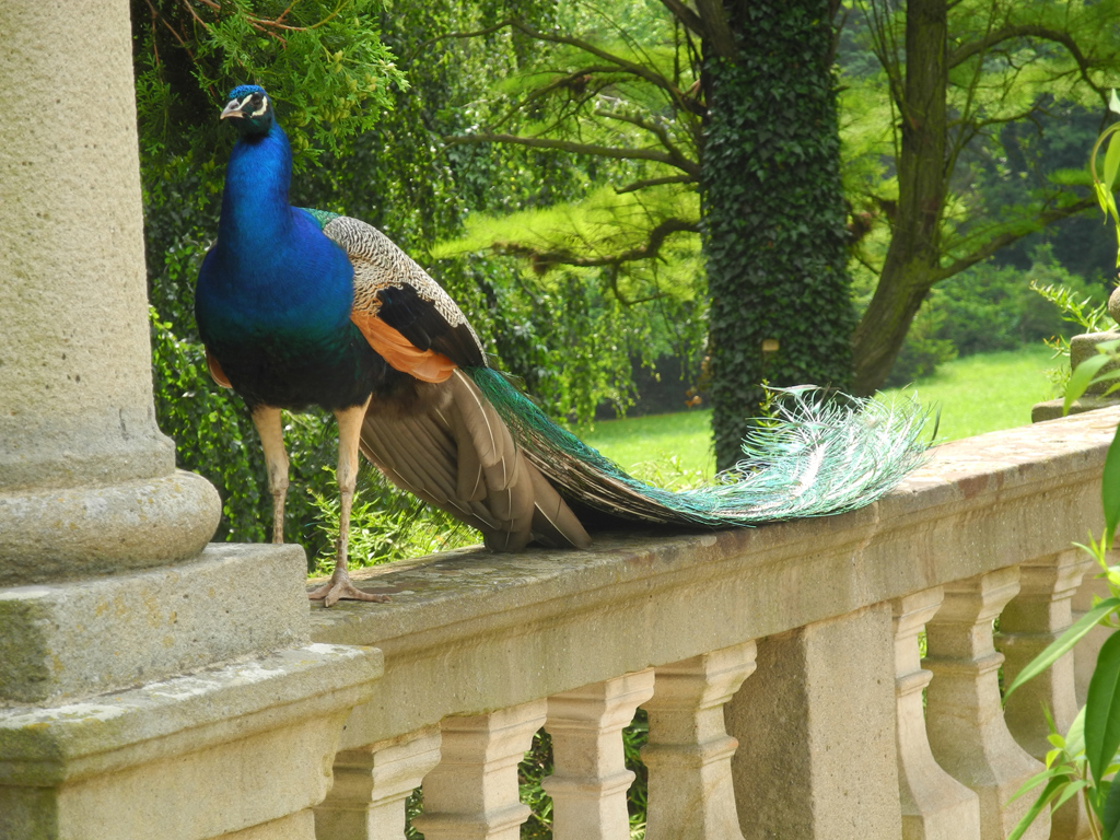 Pavone nel giardino del castello Buchlov