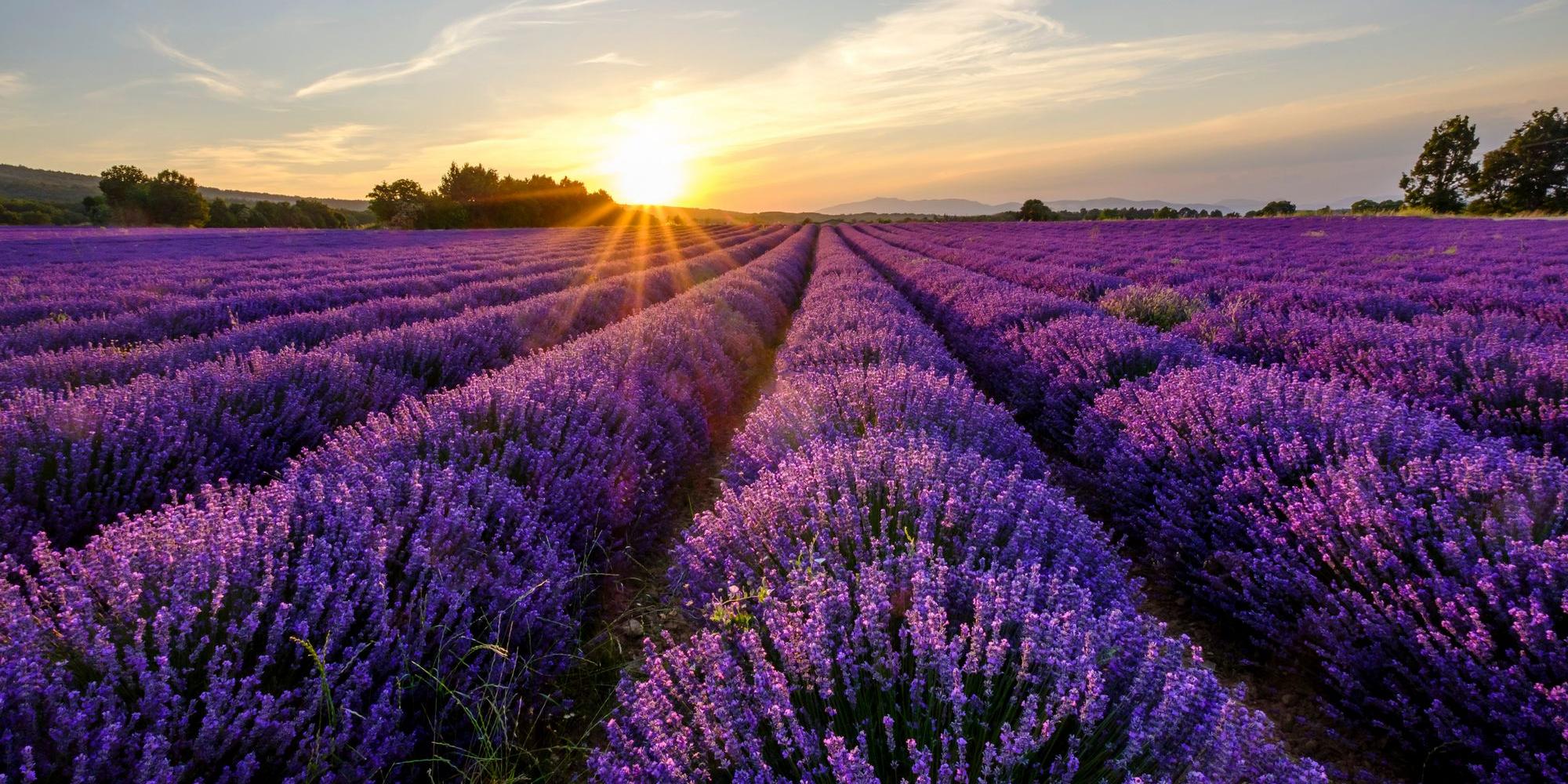 lavanda provenza lavanda provenza
