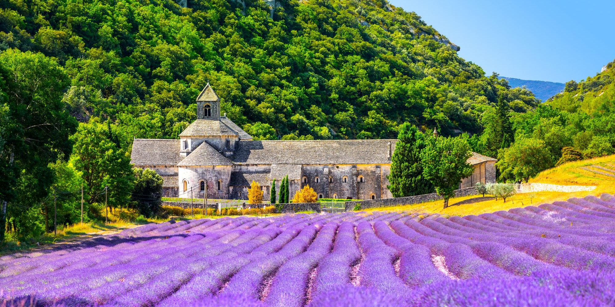lavanda provenza - senanque lavanda provenza - senanque