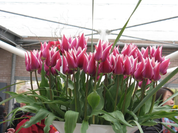 Tulipani (Parco di Keukenhof)