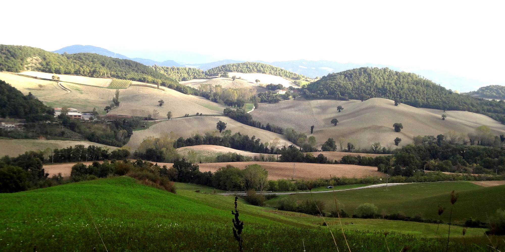 Colline Marchigiane