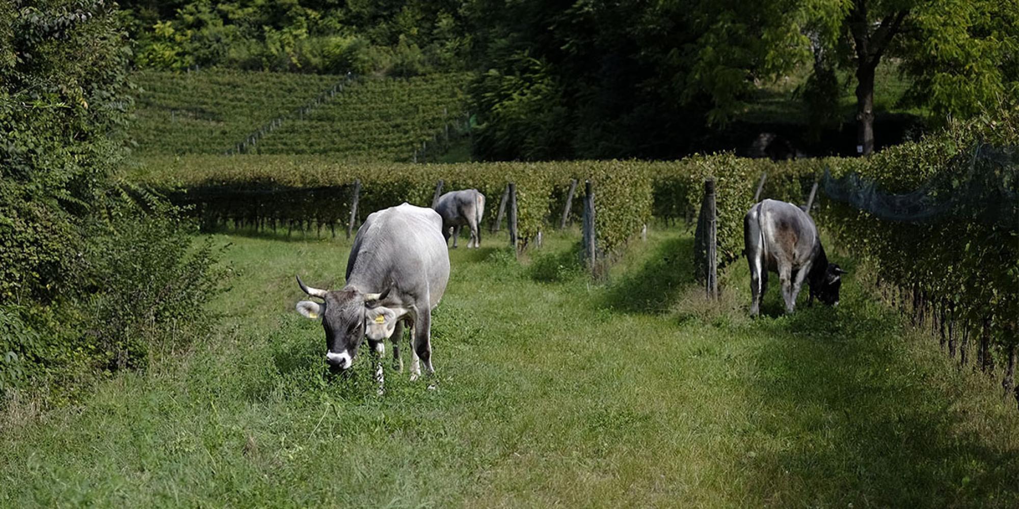 cosa fare in Trentino