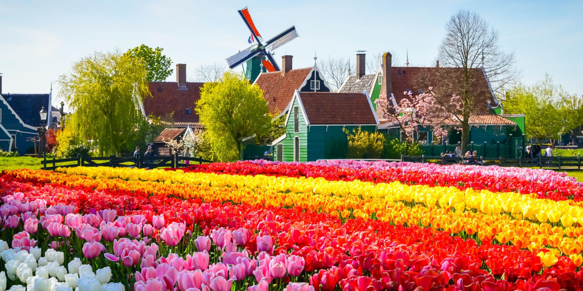 dove vedere i tulipani in olanda 