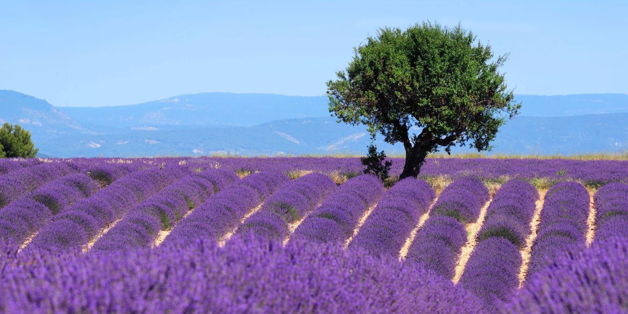 lavanda provenza lavanda provenza