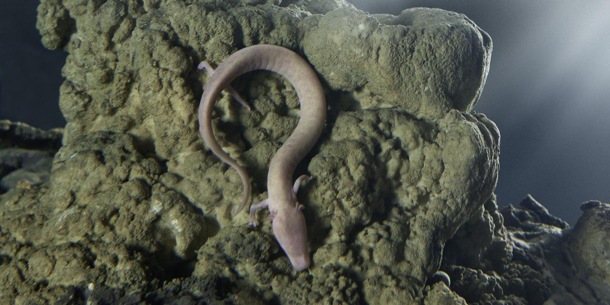 grotte di postumia - proteo