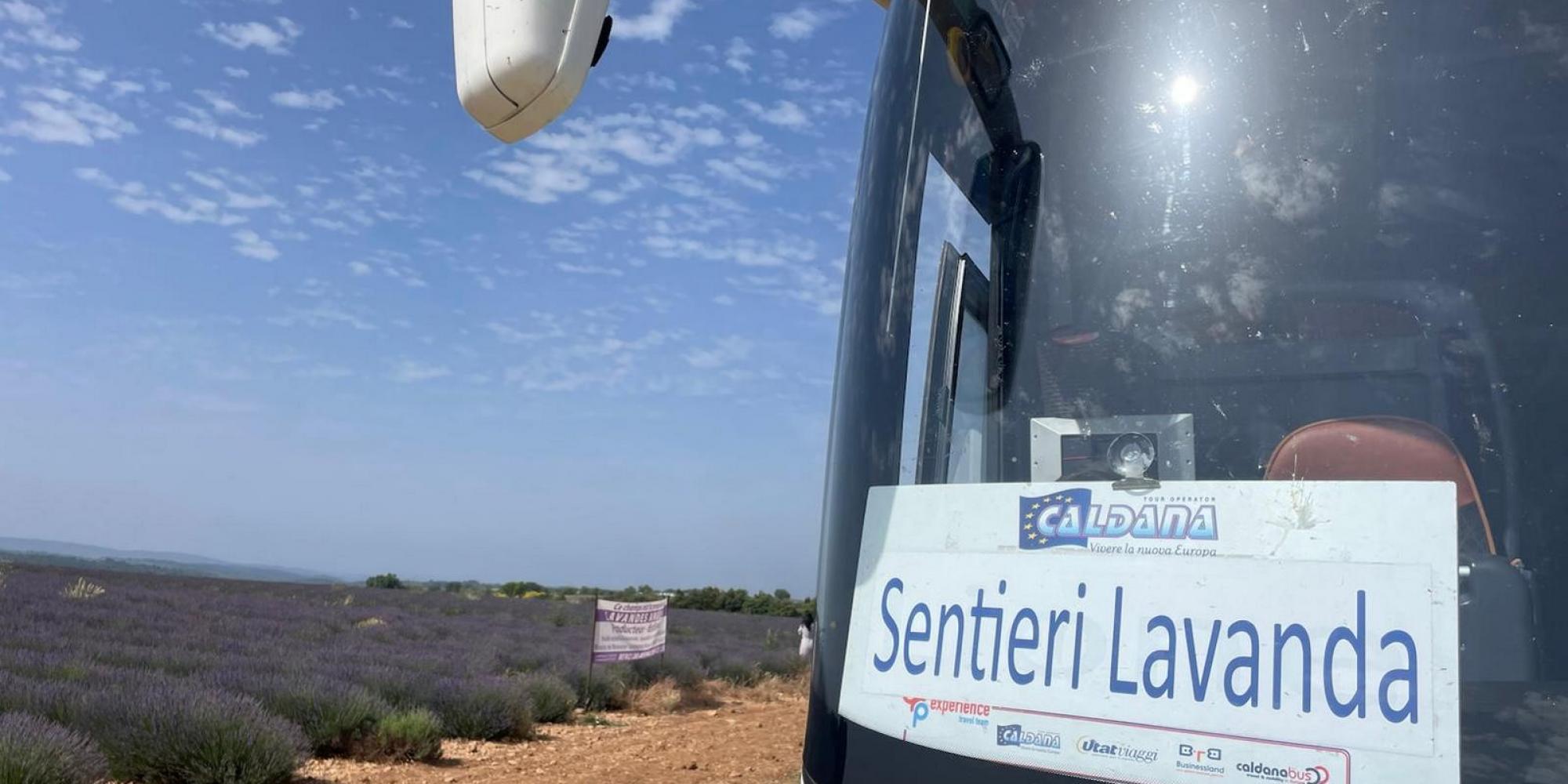 lavanda provenza tour lavanda provenza tour