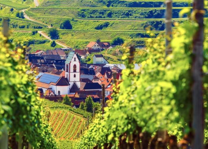 Foresta Nera Foresta Nera