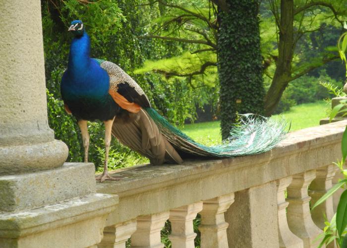Pavone nel giardino del castello Buchlov Pavone nel giardino del castello Buchlov