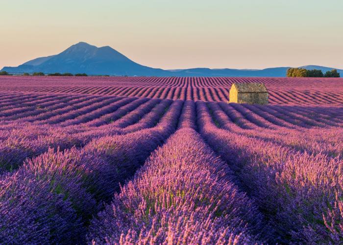 quando fiorisce la lavanda in provenza