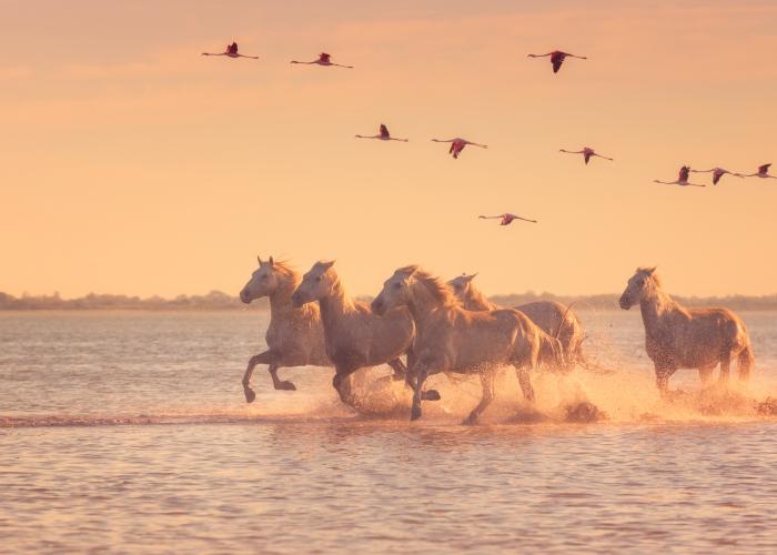 camargue itinerario