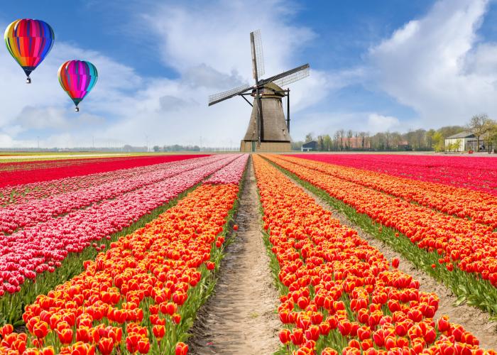 dove vedere i tulipani in olanda  dove vedere i tulipani in olanda