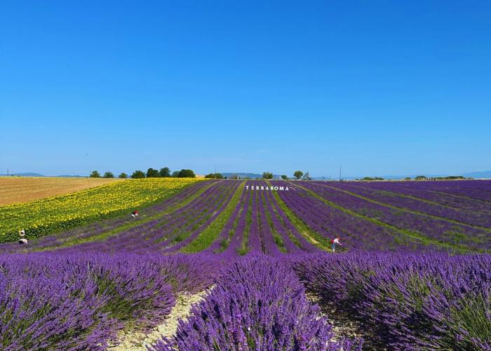 Sentieri della Lavanda