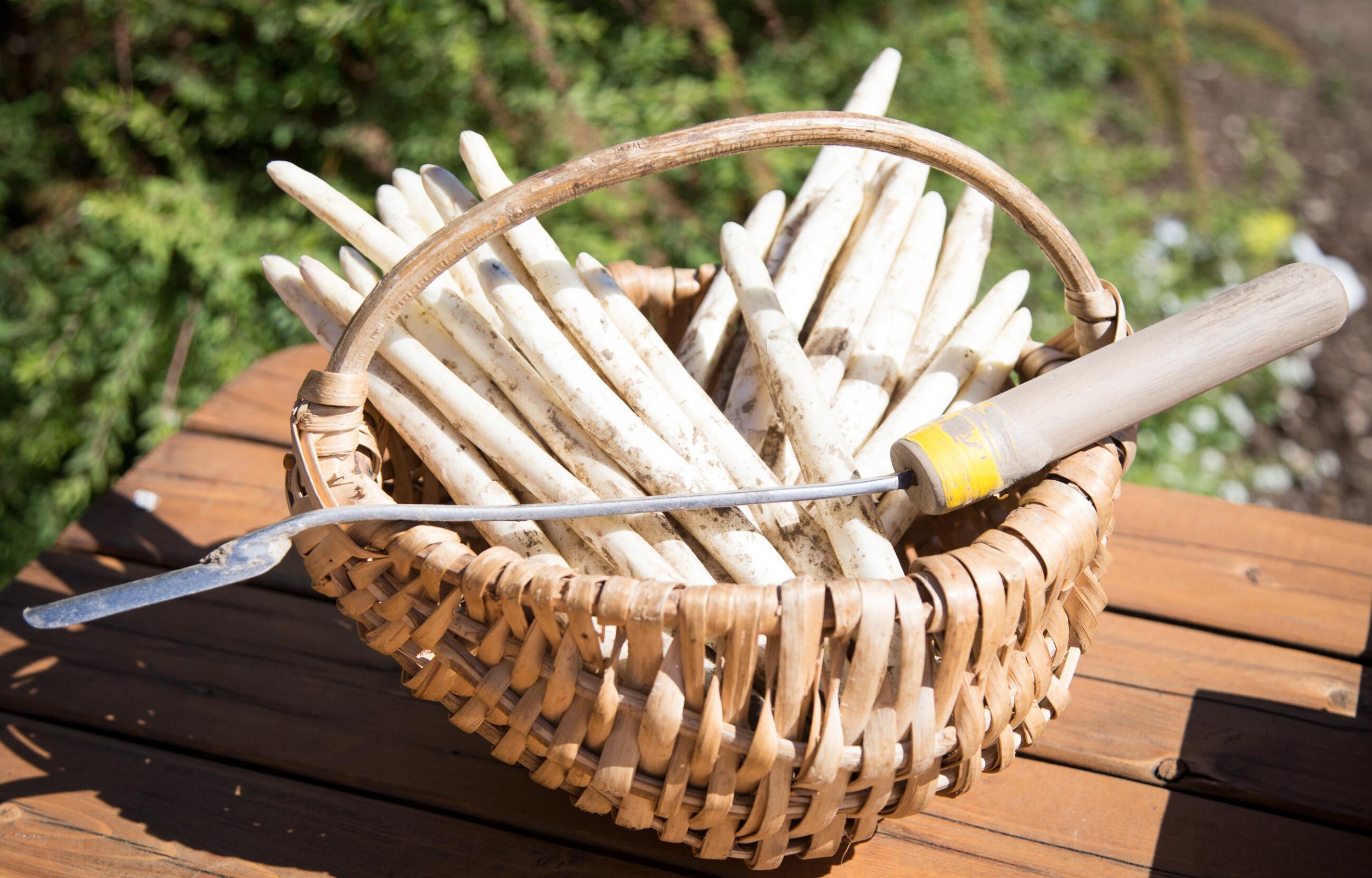 Gli Asparagi bianchi del Trentino