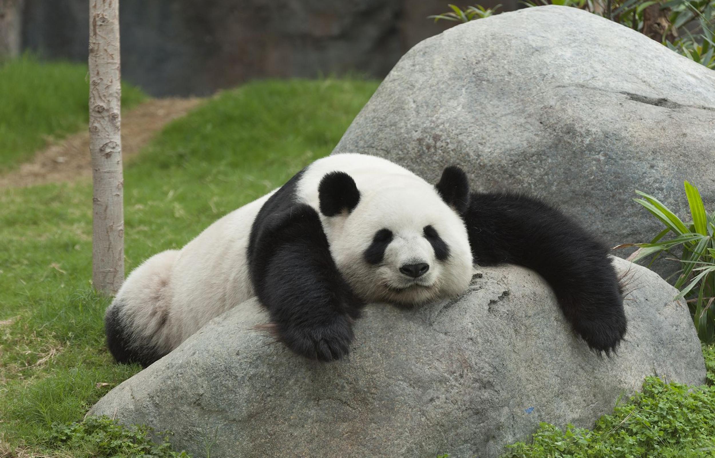 Panda Tour: i Tesori del Sichuan