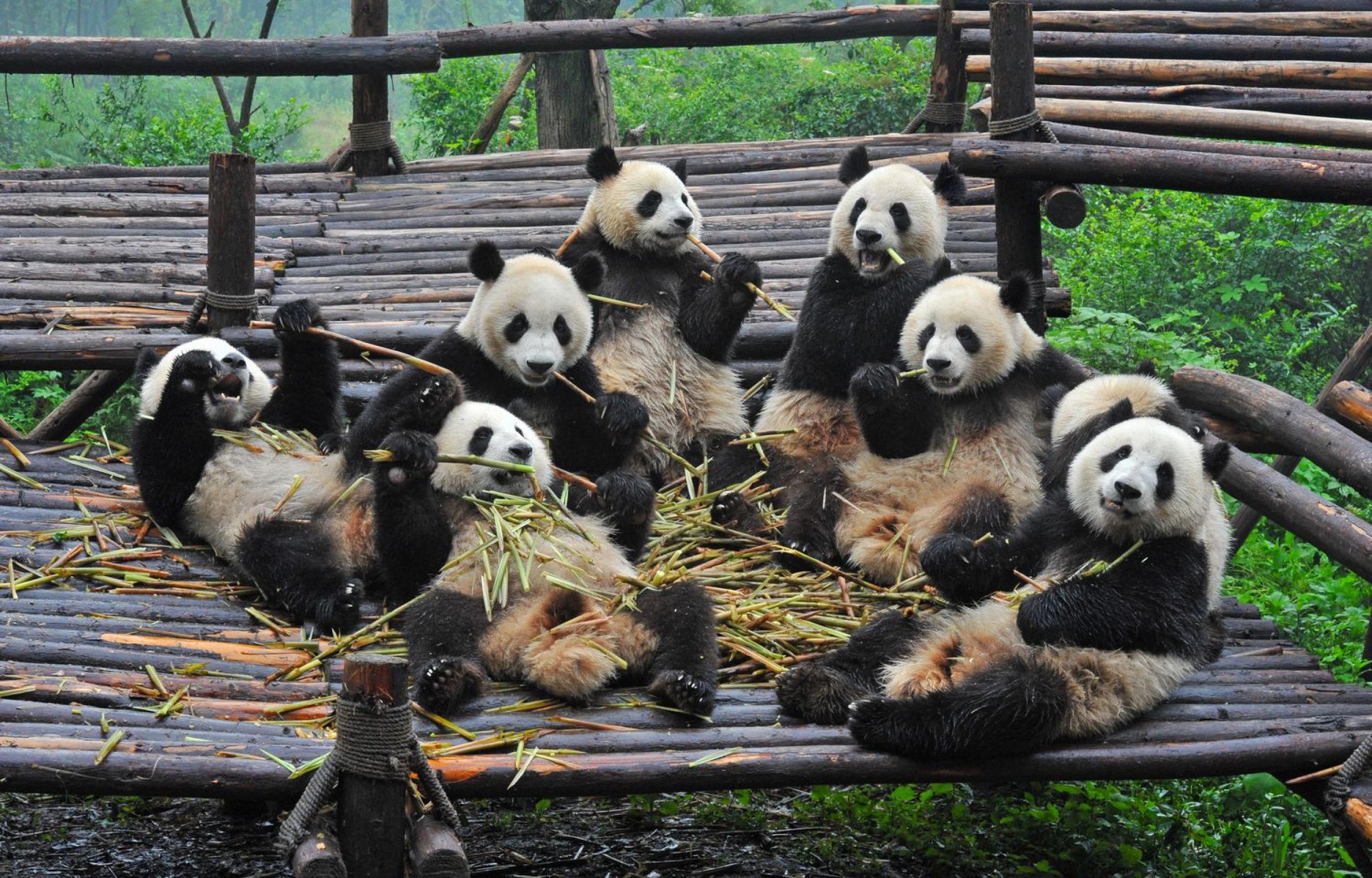 Panda Tour: Speciale Capodanno