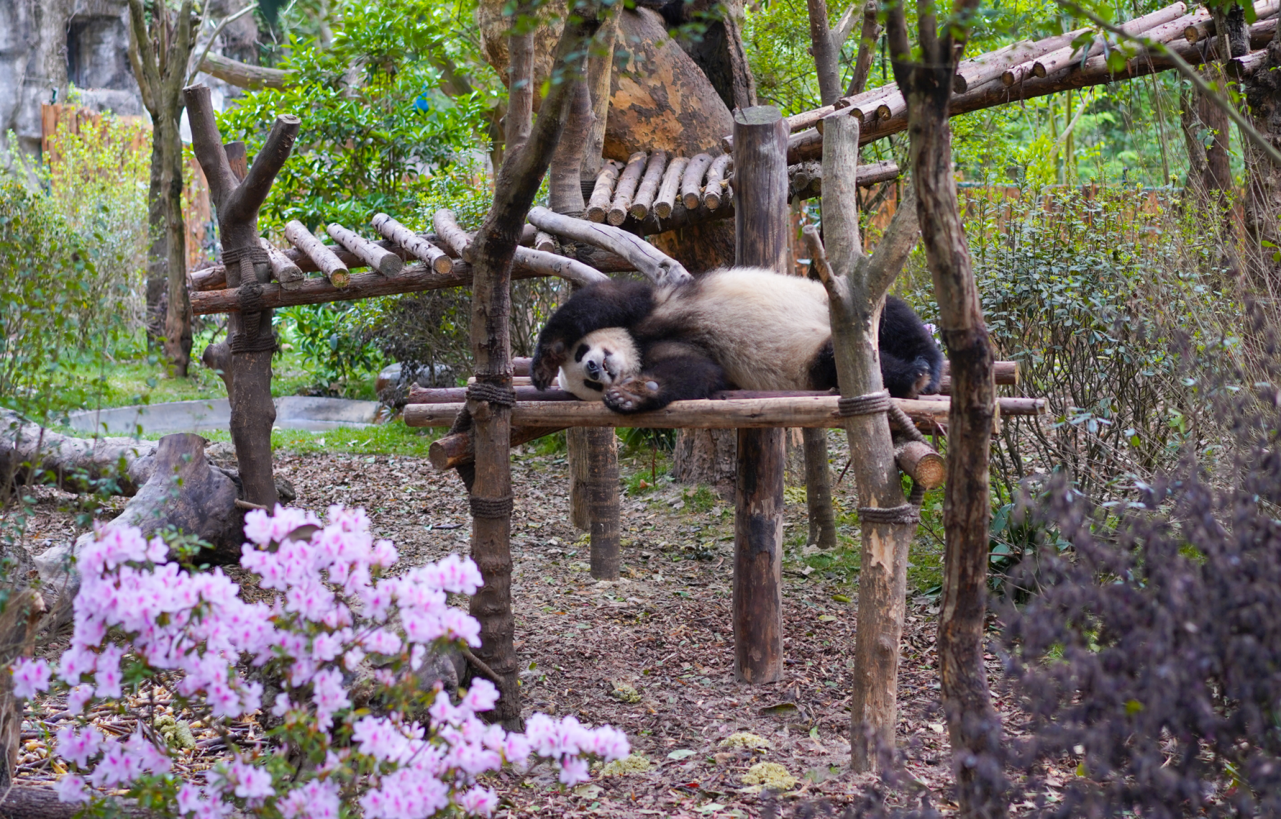 Panda Tour: i Tesori del Sichuan (da Chongqing) 