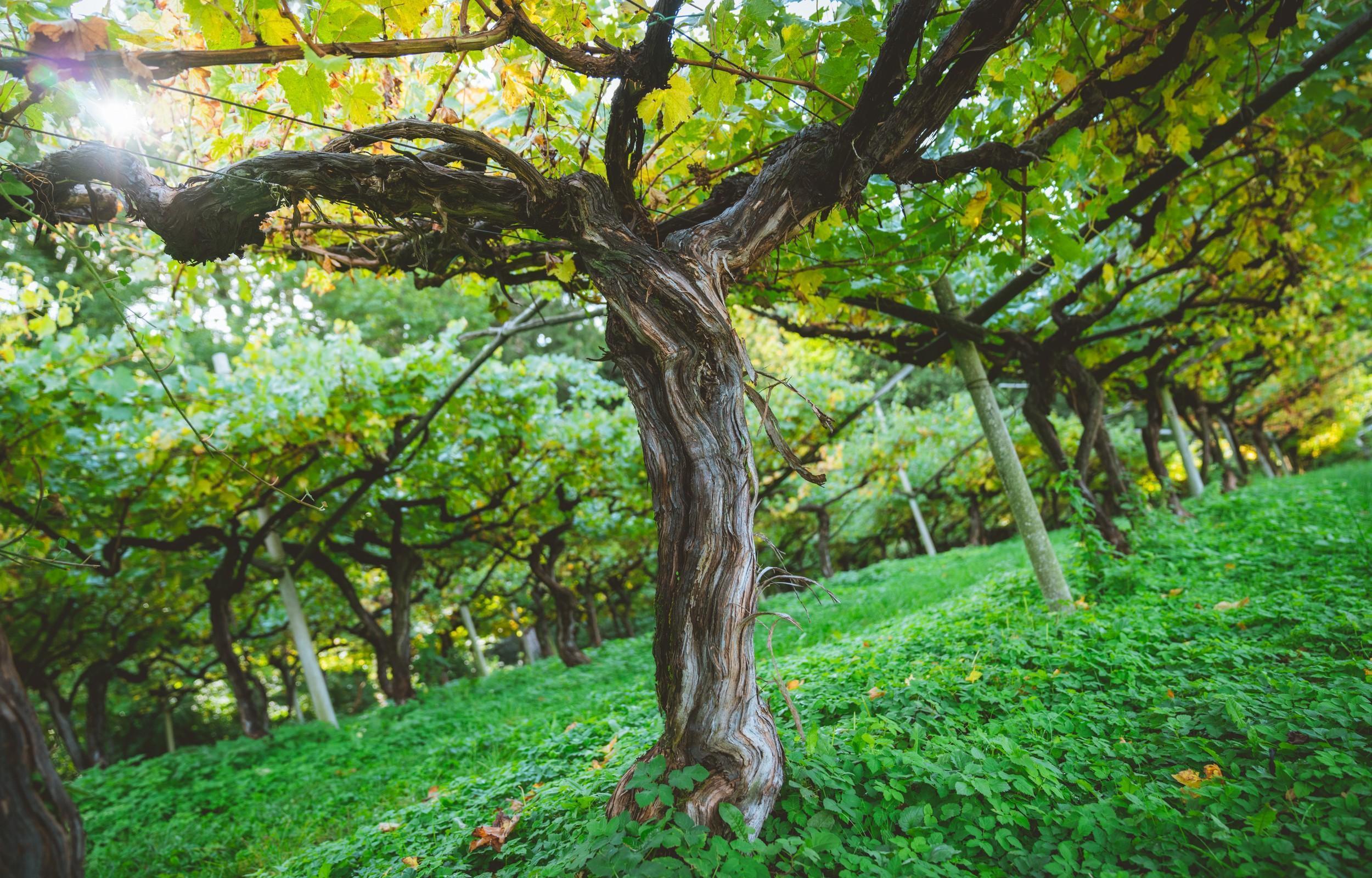 Gli Asparagi bianchi del Trentino