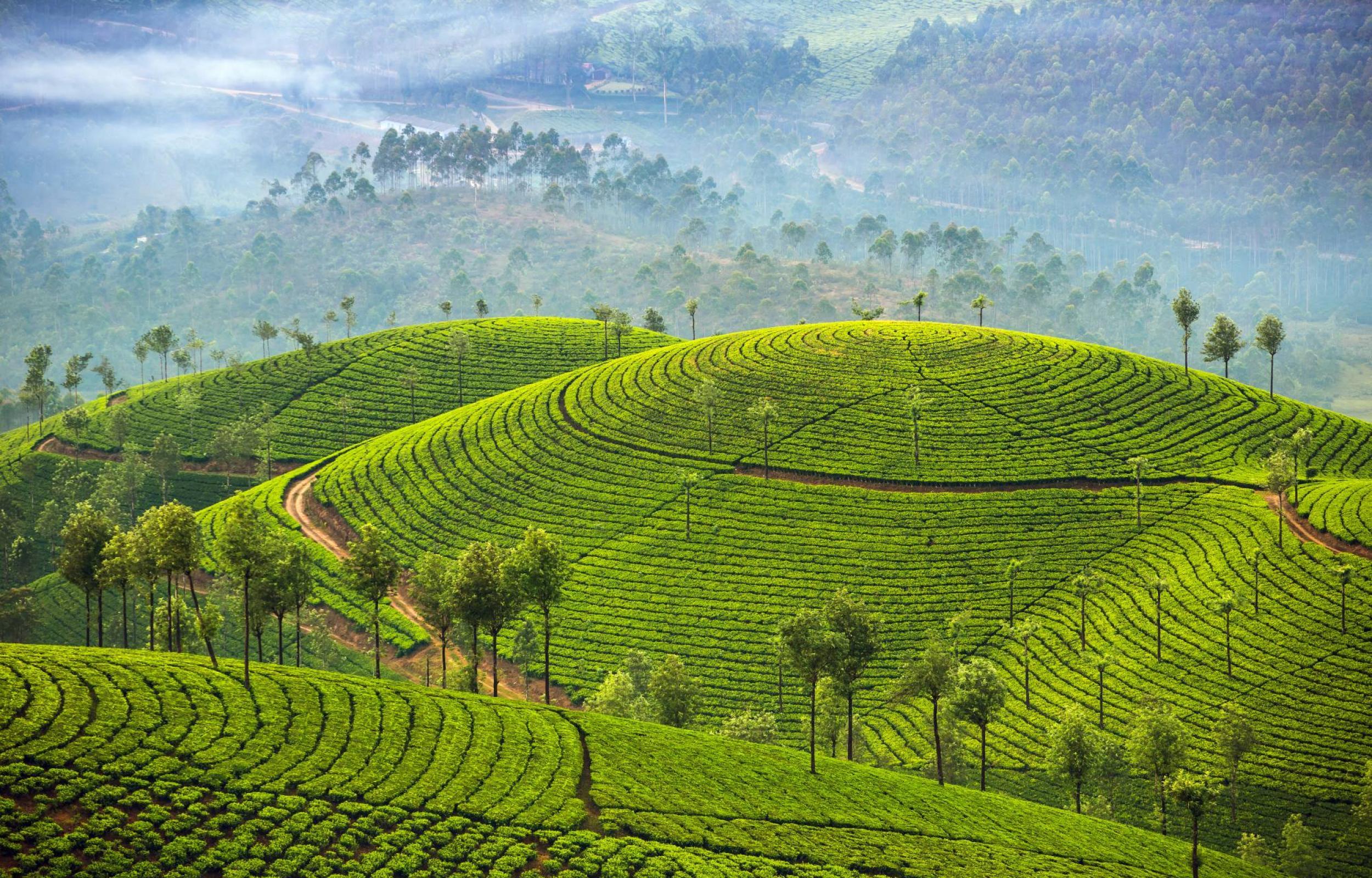 Essenza del Kerala 