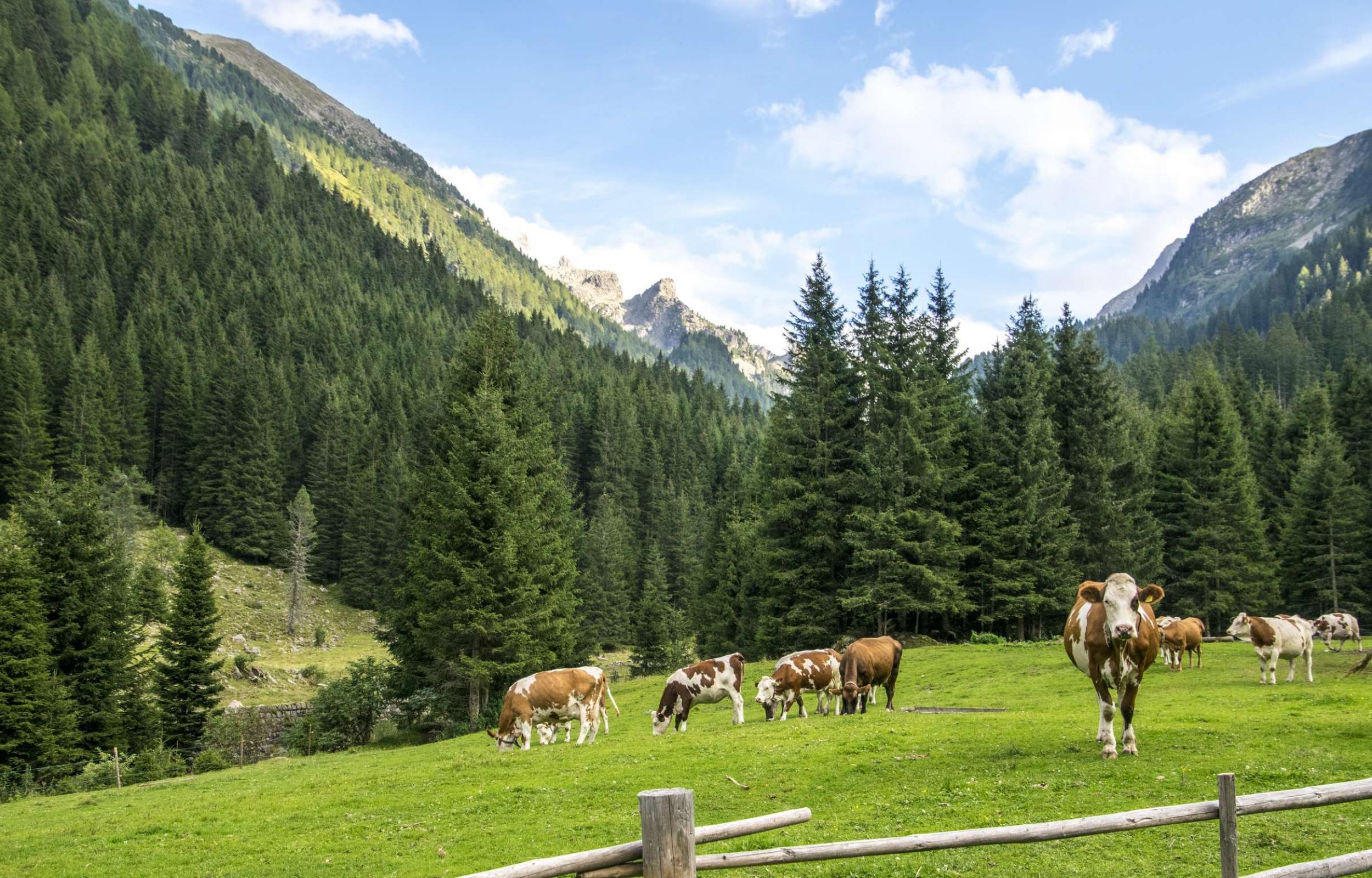 Val di Fiemme Family
