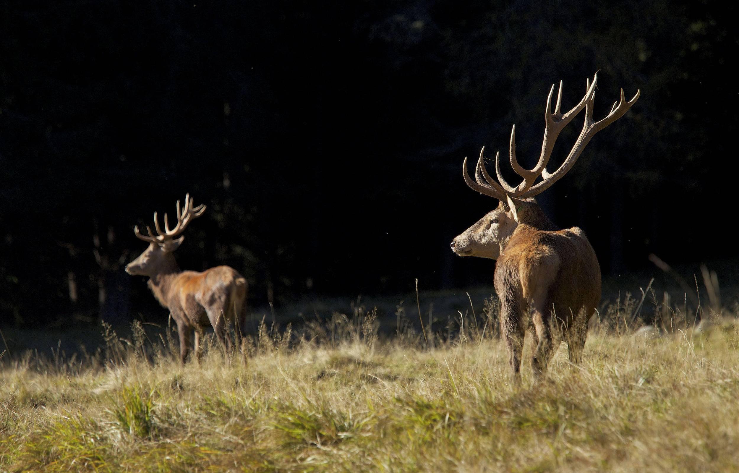 Val di Rabbi: Bramito del Cervo e Natural Detox