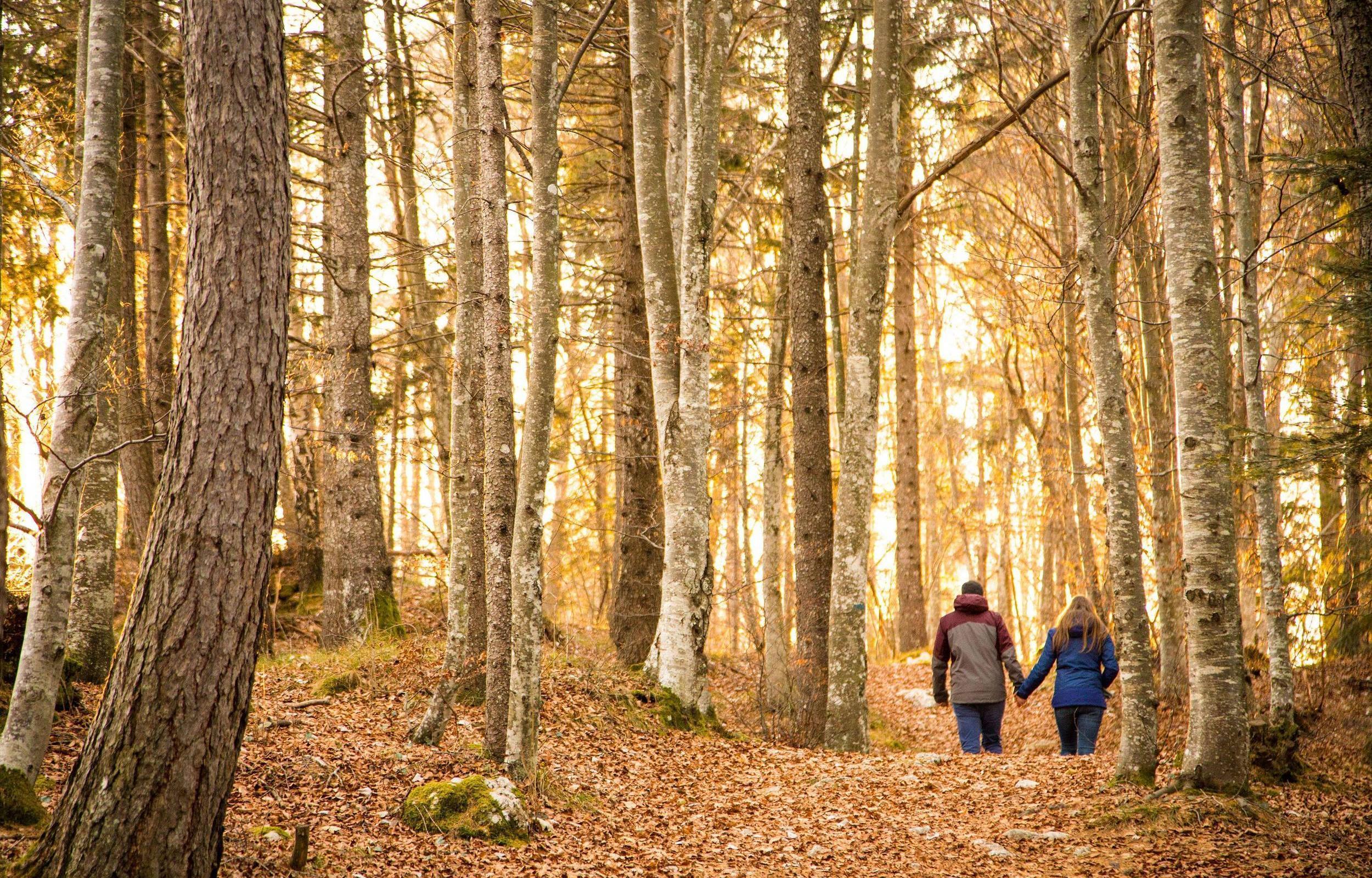Paganella: Foliage e Forest Bathing