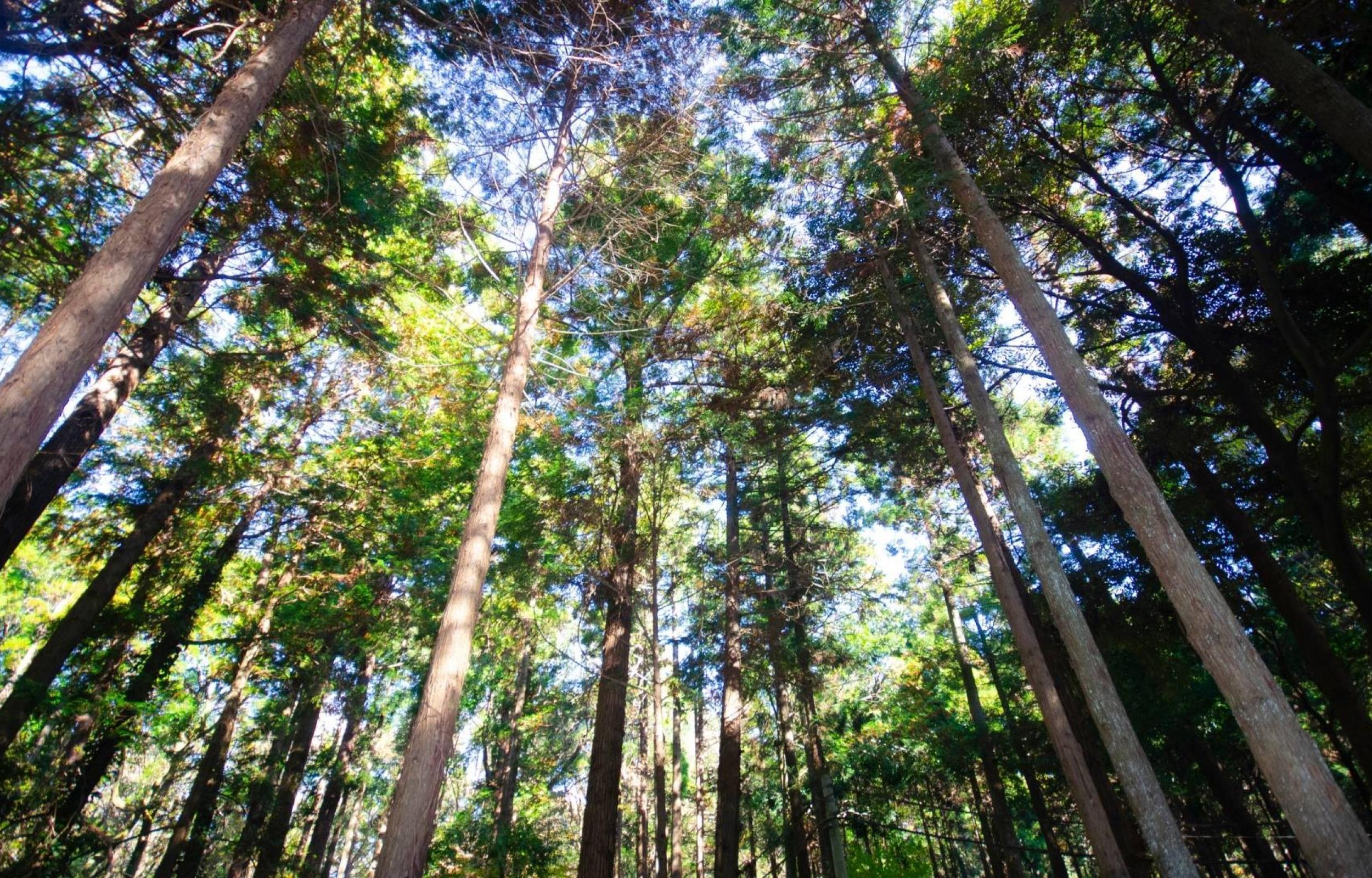 Forest Bathing in Paganella 