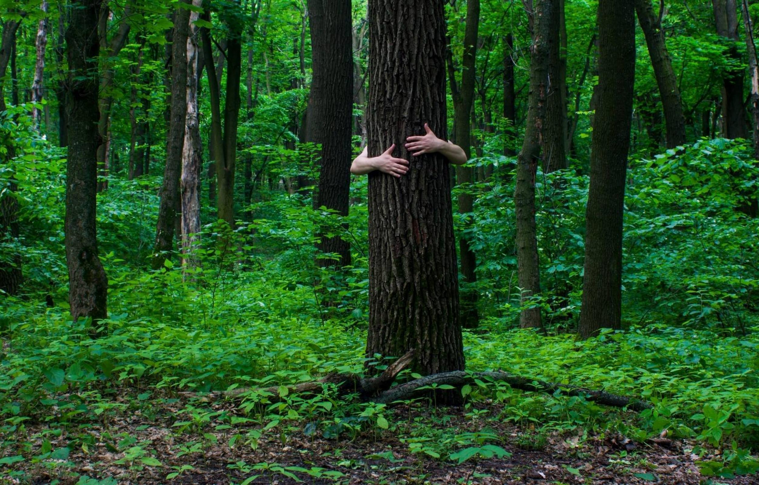 Forest Bathing in Paganella 