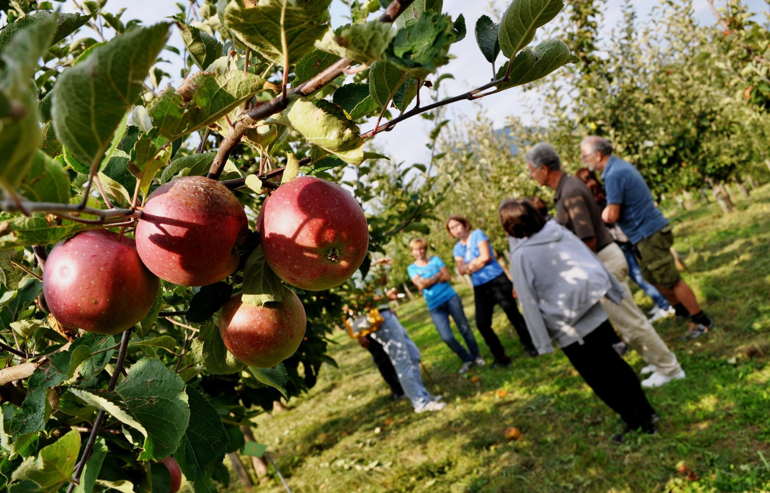 Pomaria e i suoi frutti più belli 