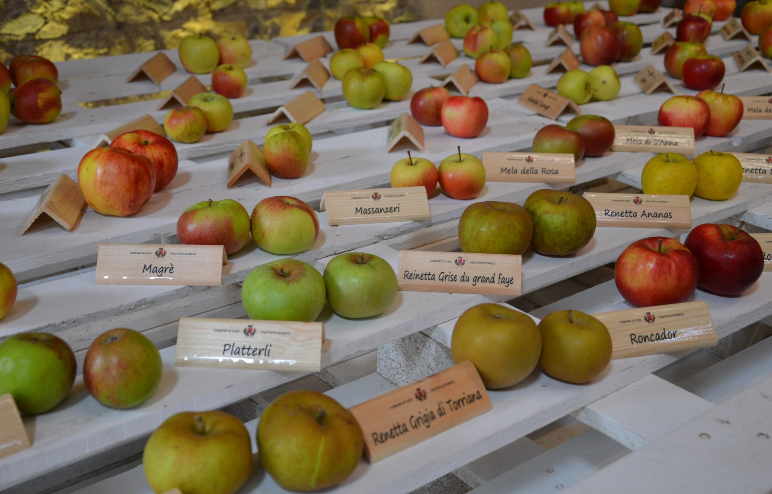 Pomaria e i suoi frutti più belli 