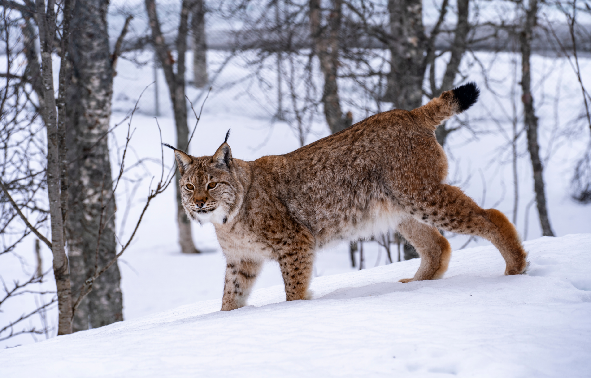 Magia Artica Magia Artica